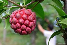 Piante kadsura coccinea - piante,