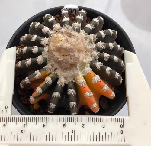 6cm discocactus horstii -  discocactus, horstii 
