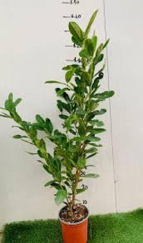 Lauro lauroceraso prunus - lauro,