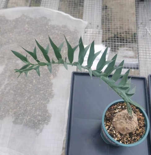 Circa encephalartos - circa, cm