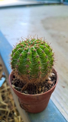 Echinopsis hybrid icarus - echinopsis,