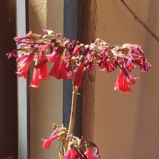 Kalanchoe daigremontiana pianta grassa da giardino-vaso-terrazzo-interno