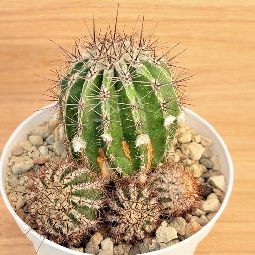 Echinopsis haku maru - echinopsis,