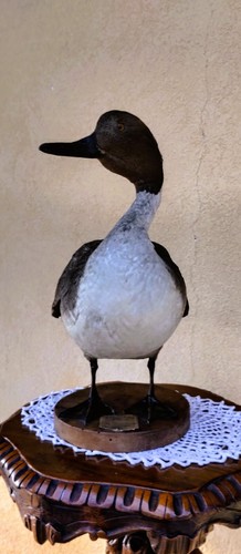 Trofeo caccia anatra esemplare - caccia,
