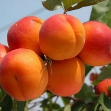 Albicocco “Tyrinthos”