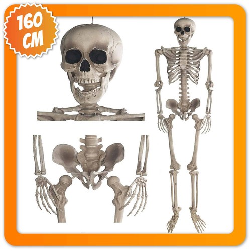 Scheletro halloween a - scheletro,