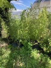 Bambù 2  Phillostachys Bissetti,Altezza 120Cm Vaso 22 Bamboo Da Siepe O Fioriere