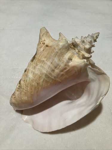 Conchiglia gigante cm - gigante, 20/13