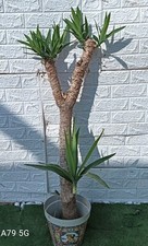 JUCCA ELEFANTINA