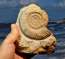Jurassic Ammonite: Parkinsonia