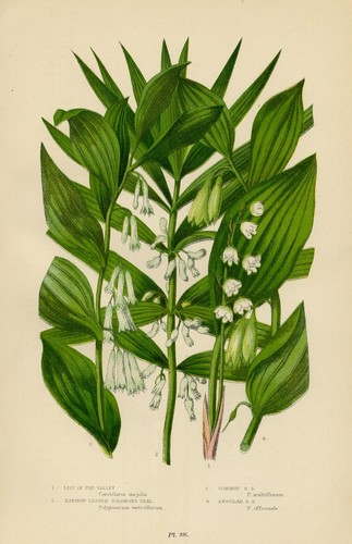 Stampa botanica antica 1899 - stampa,
