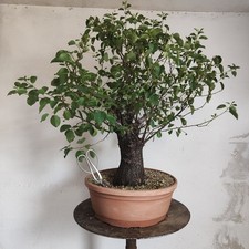 Pre bonsai esemplare - pre, di