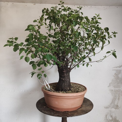 Pre bonsai esemplare - pre, di