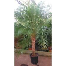 Palma da dattero nano Phoenix