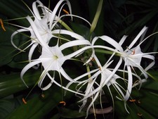 Hymenocallis Tropical Giant