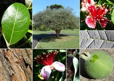 ACCA SELLOWIANA - FEIJOA, 10 SEMI SELEZIONATI