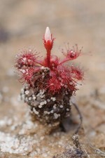 PIANTA CARNIVORA - DROSERA