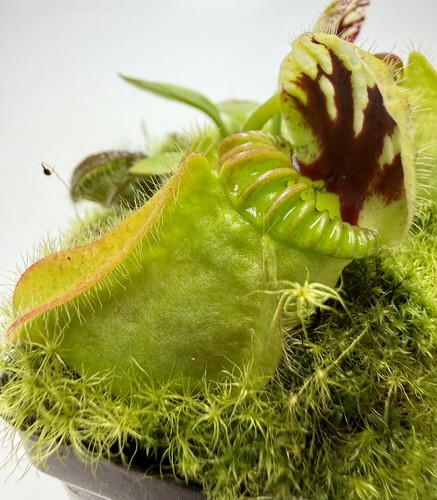 Cephalotus follicularis abg - follicularis, "abg