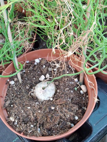 Bowiea volubilis succulente - volubilis,