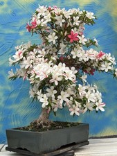 Joe Bonsai Rarità "n"