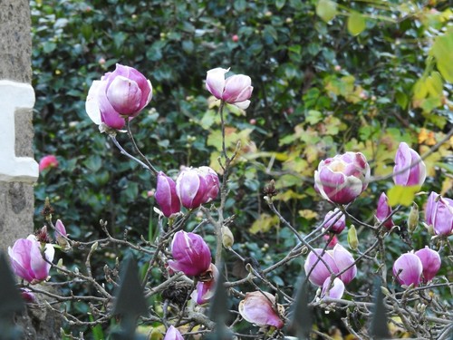 Magnolia magnolio flor - magnolia,