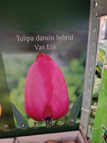 Tulipani bulbi fiori - bulbi, di