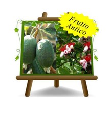 Feijoa Triumph pianta da frutto antico su vaso 20cm Altezza  90-100cm eta 4 anni