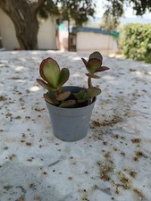 Piante grasse - piante,