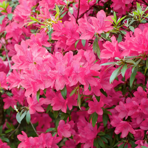 Azalea chinzan - azalea,