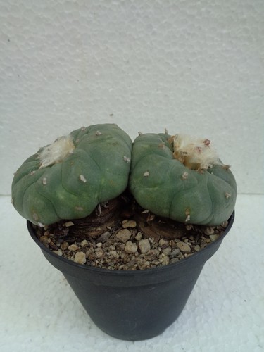 Ariocarpus spec 5x8cm we - spec.,