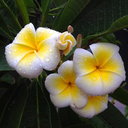 Talea plumeria - 1,