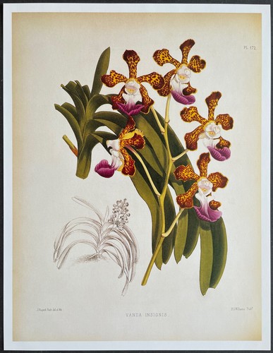 Botanique orchidées vanda - botanique,