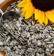 semi di girasole
