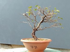 Bonsai Olmo Campestre In Vaso34x10 cm Pianta Articolata Albero Pre Bonsai Olmo