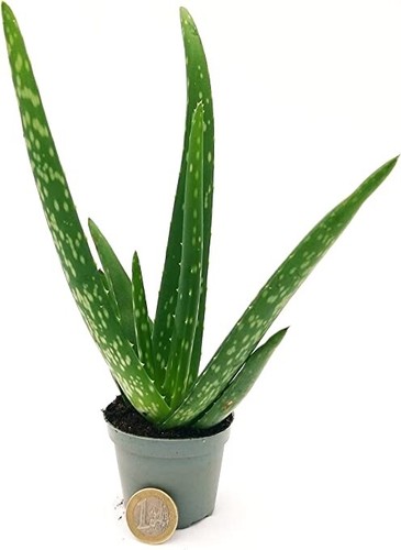 Aloe vera pianta cm - vera, 10