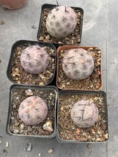 Tephrocactus geometricus