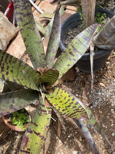 Neoregelia hannibal lecter - neoregelia, lecter'