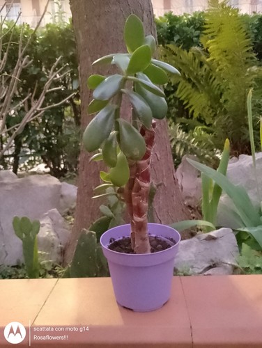 Albero giada pianta dell - di, giada.