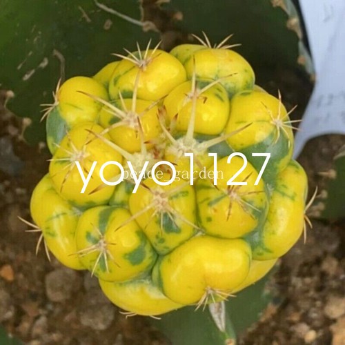 Pianta succulenta cactus - pianta,