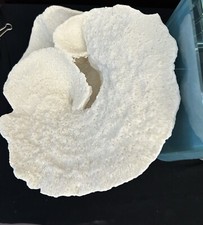 Fermalibri coralli Montipora marini