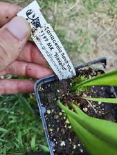 Sarracenia flavona F199MK