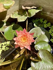 rizoma Giovane di ninfea