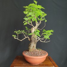 PRE BONSAI  DI GELSO NERO
