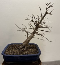 Bonsai Acero Tridente