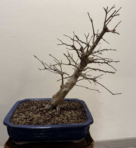 Bonsai acero tridente - bonsai,