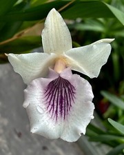 Cochleanthes amazonica ibrido