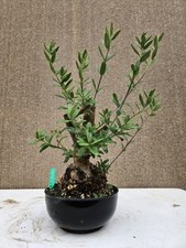 Old European Olive Bonsai