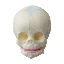 Modello di cranio umano