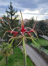 Hippeastrum Cybister X