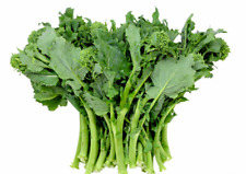 1400 CIMA DI RAPA SEEDS 120° "BIG HEAD" 2 GRAMS